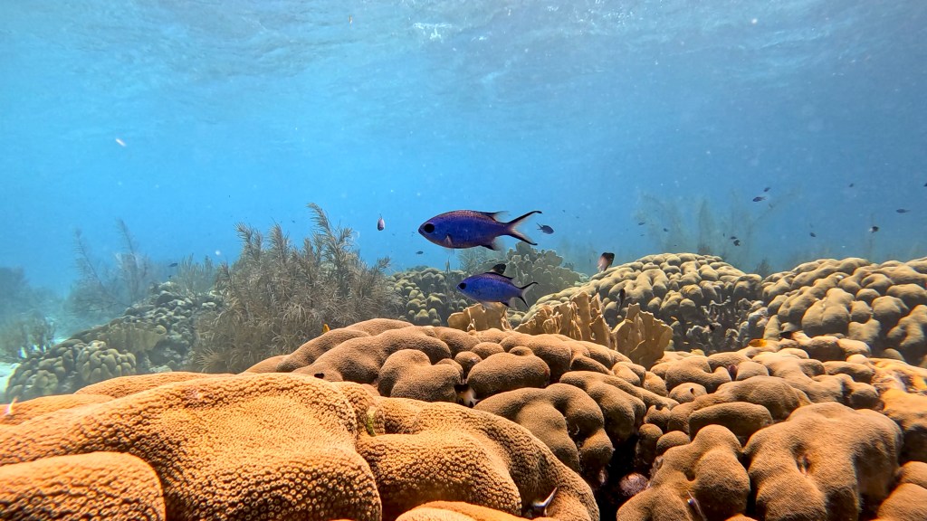 BLUE CHROMIS
EGYPT SUBNET DIVING
FOTO ALEŠ SULIČ 
GALLERY OF FISH AND CORALS