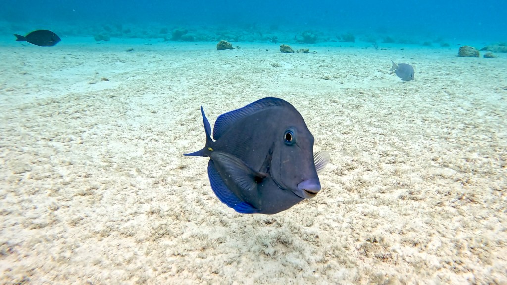 Atlantic blue tang - lat. Acanthurus coeruleus - Atlantski modri kirurg 
BLUE TANG FISH
foto Ales Sulic SUBNET DIVING Tropical Corals and Sea Animals 
