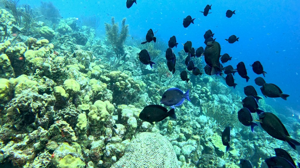 Atlantic blue tang - lat. Acanthurus coeruleus - Atlantski modri kirurg
BLUE TANG FISH 
foto Ales Sulic SUBNET DIVING Tropical Corals and Sea Animals