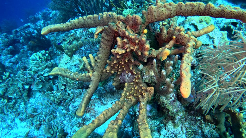 foto Ales Sulic SUBNET DIVING Tropical Corals and Sea Animals