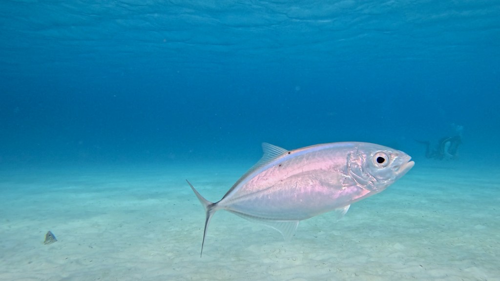 BLUE TREVALLY FISH
GOLDEN SPOTEN EEL

FOTO ALEŠ SULIČ
SUBNET DIVING
BEST BONAIRE DIVING TRAVEL