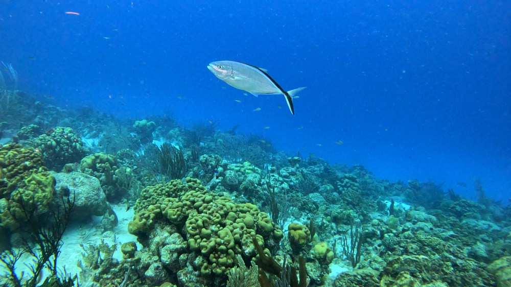 BLUE TREVALLY FISH
GOLDEN SPOTEN EEL

FOTO ALEŠ SULIČ
SUBNET DIVING
BEST BONAIRE DIVING TRAVEL