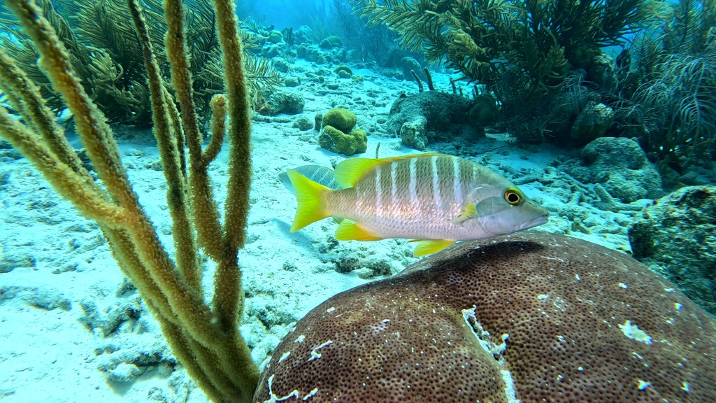 SCHOOLMASTER SNAPPER
FOTO ALEŠ SULIČ
BONAIRE DIVING PHOTOS
SUBNET DIVING TRAVEL
REEF ANIMALS AND CORALS