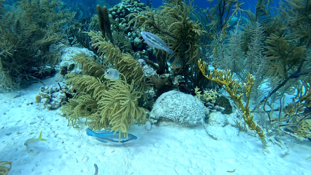 foto Ales Sulic SUBNET DIVING Tropical Corals and Sea Animals