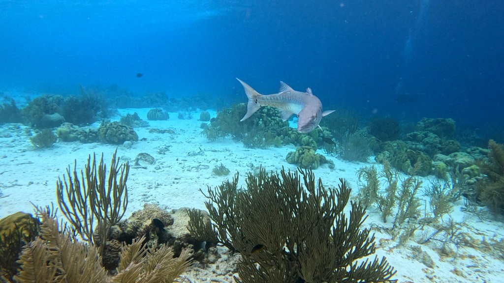
Small & Great Barracuda - lat. Sphyraena barracuda - Barakuda GREAT BARRACUDA
foto Ales Sulic SUBNET DIVING Tropical Corals and Sea Animals