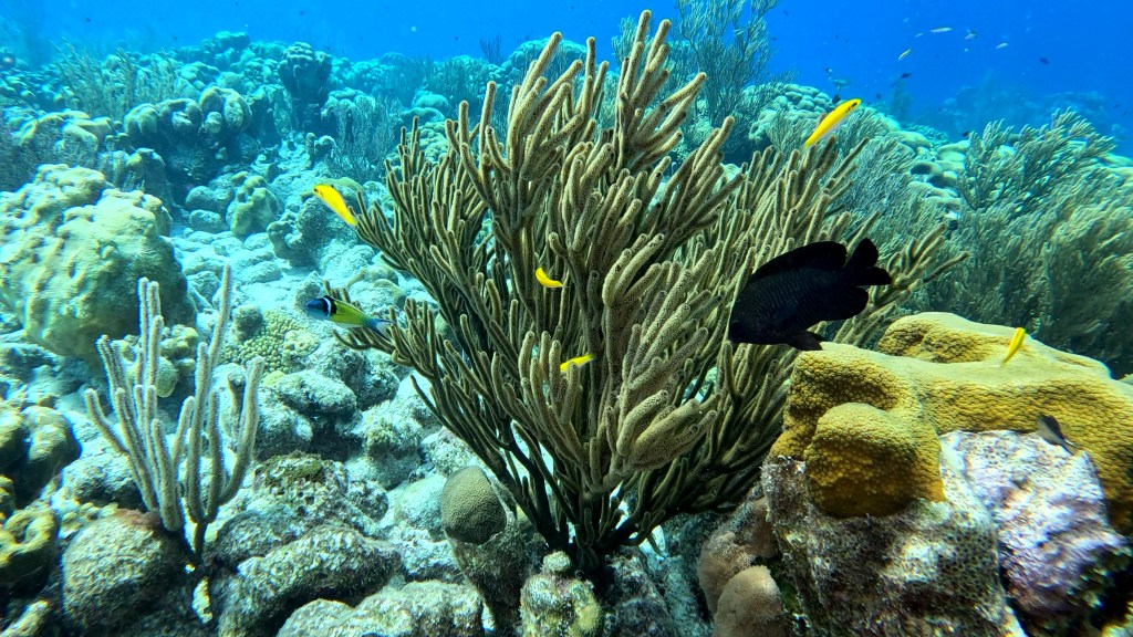 foto Ales Sulic SUBNET DIVING Tropical Corals and Sea Animals