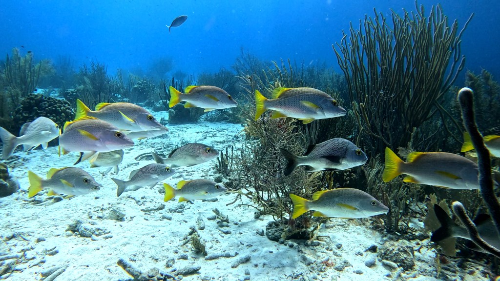 SCHOOLMASTER SNAPPER
FOTO ALEŠ SULIČ
BONAIRE DIVING PHOTOS
SUBNET DIVING TRAVEL
REEF ANIMALS AND CORALS
