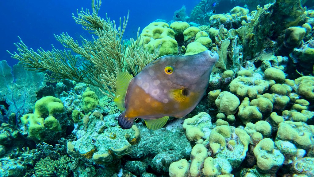 Whitespotted Filefish - lat. Cantherhines macrocerus - Belopečnati "filefish" 
WHITESPOTTED FILEFISH
foto Ales Sulic SUBNET DIVING Tropical Corals and Sea Animals