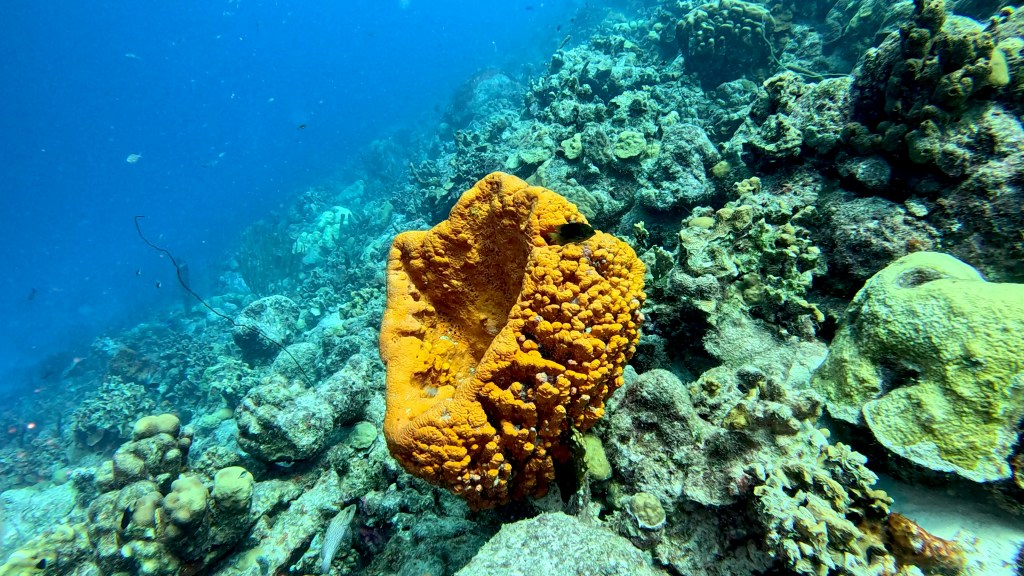 foto Ales Sulic SUBNET DIVING Tropical Corals and Sea Animals