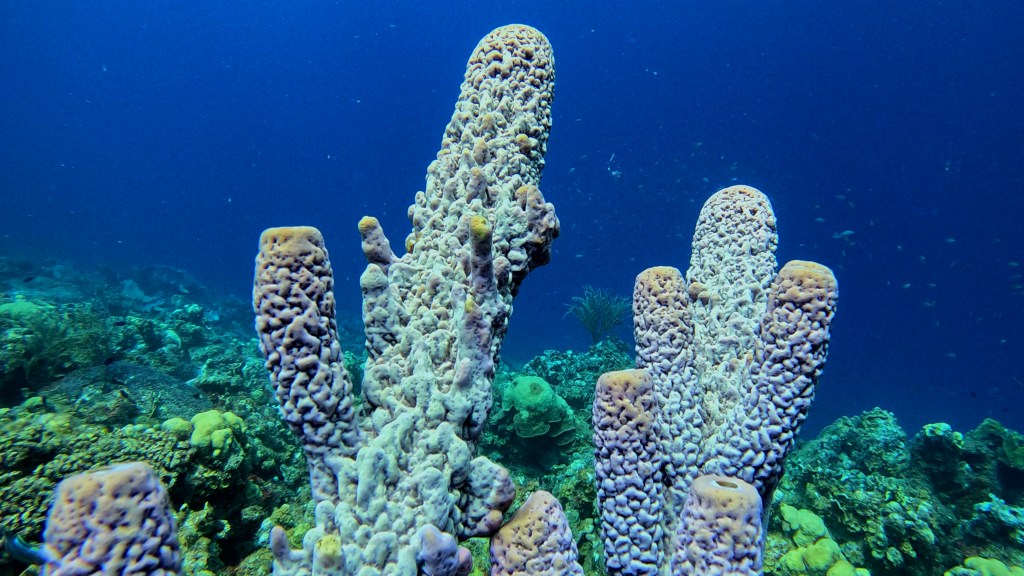 foto Ales Sulic SUBNET DIVING Tropical Corals and Sea Animals
