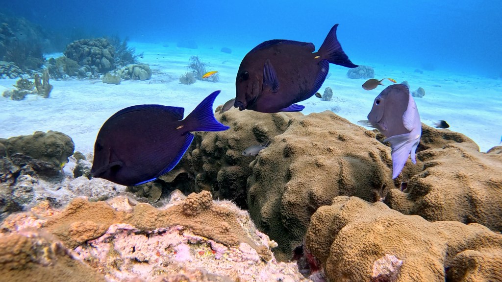 Atlantic blue tang - lat. Acanthurus coeruleus - Atlantski modri kirurg
BLUE TANG FISH
bonaire photos diving foto As
foto Ales Sulic SUBNET DIVING Tropical Corals and Sea Animals 