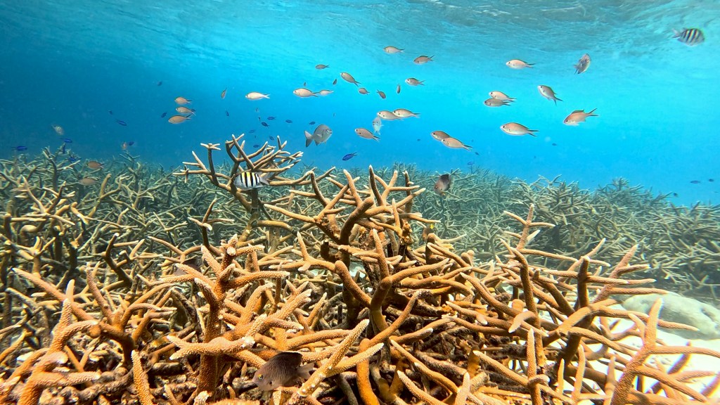 foto Ales Sulic SUBNET DIVING Tropical Corals and Sea Animals