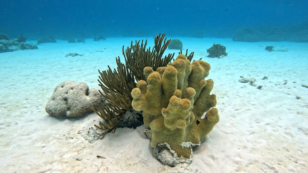 foto Ales Sulic SUBNET DIVING Tropical Corals and Sea Animals