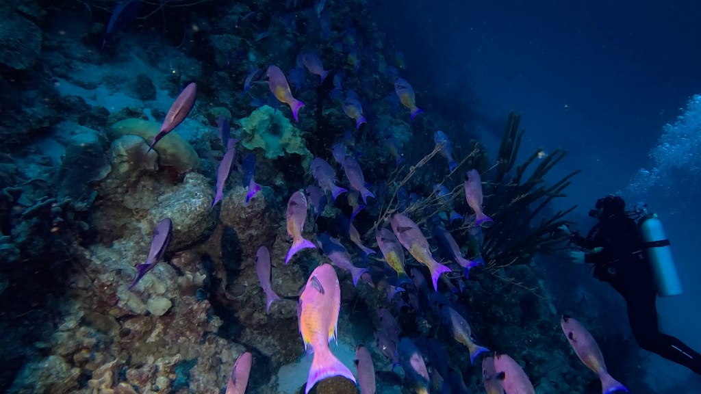 CREOLE WRASSE
BONAIRE SUBNET DIVING
FOTO ALEŠ SULIČ 
GALLERY OF FISH AND CORALS