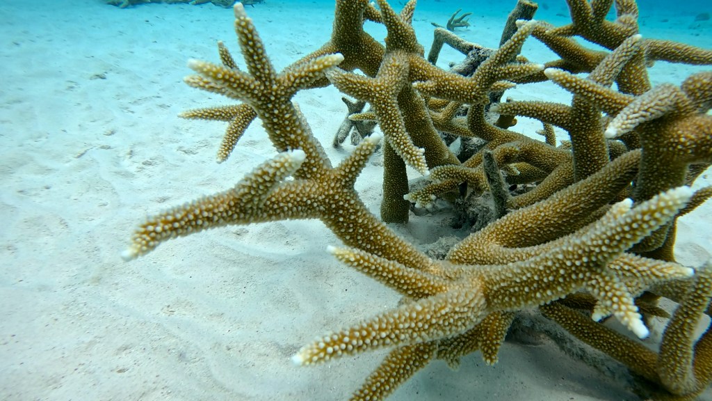 Staghorn coral
foto Aleš Sulič