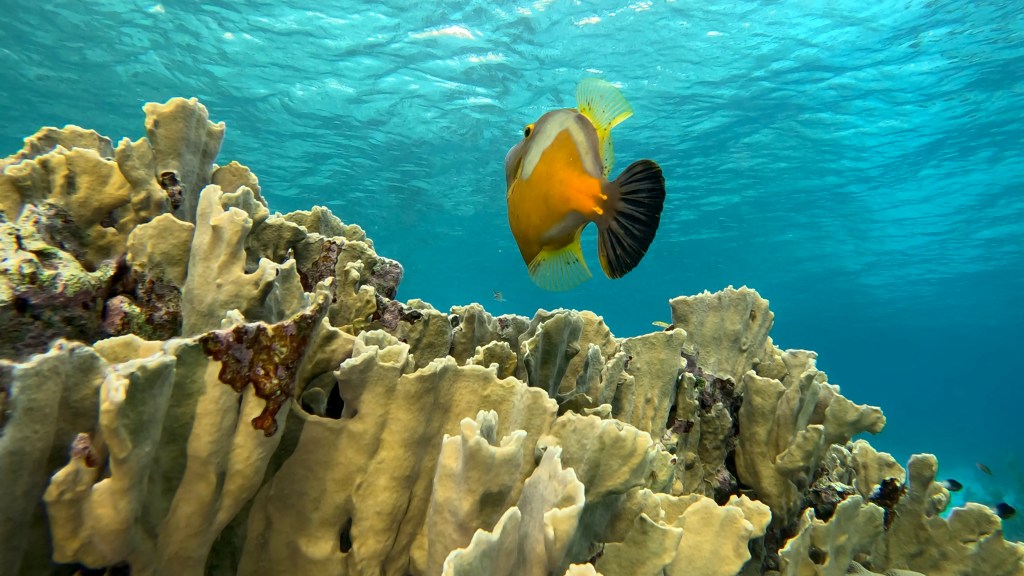 Whitespotted Filefish - lat. Cantherhines macrocerus - Belopečnati "filefish" 
WHITESPOTTED FILEFISH
foto Ales Sulic SUBNET DIVING Tropical Corals and Sea Animals