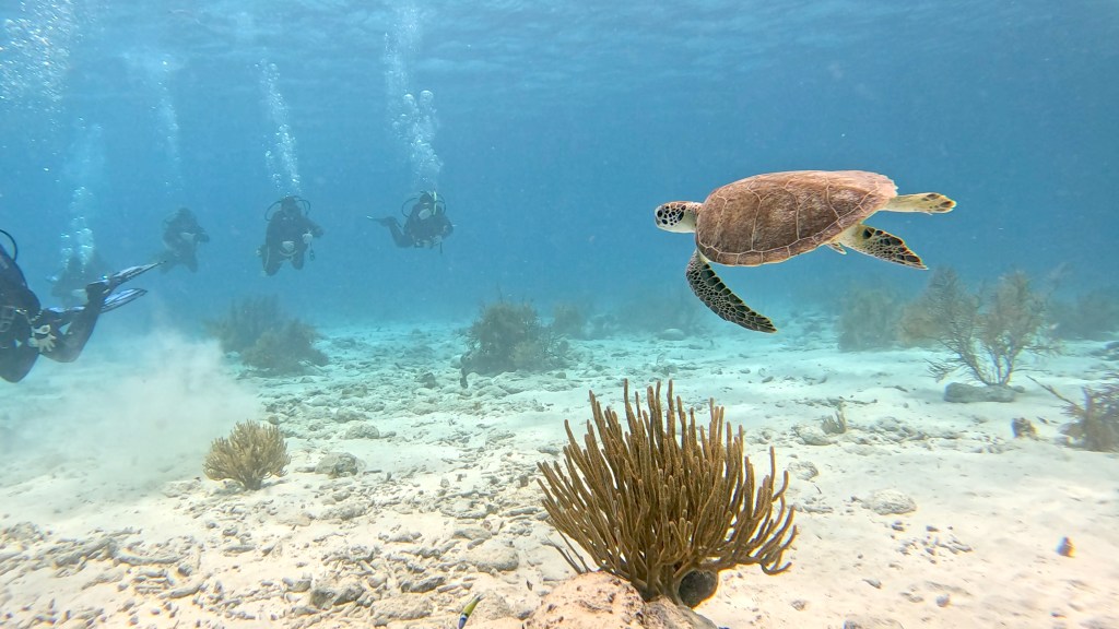 Hawksbill Turtle -  lat. Eretmochelys imbricata  - Želva Kareta 
HAWKSBILL TURTLE
foto Ales Sulic SUBNET DIVING Tropical Corals and Sea Animals