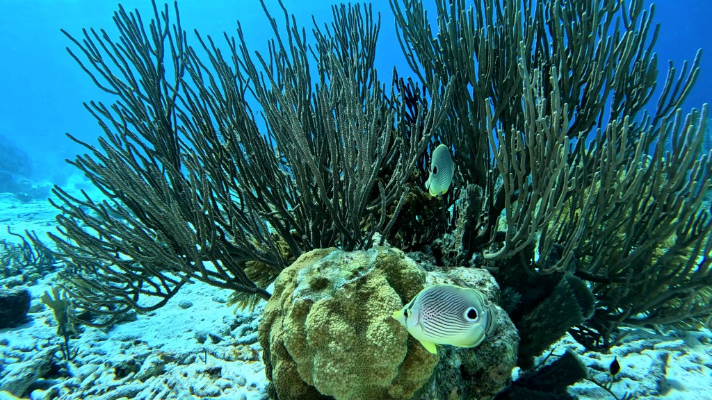 Foureye Butterflyfish - Chaetodon capistratus - Štiripikčasta metuljčica 
FOUREYE BUTTERFLYFISH
FOTO ALEŠ SULIČ
SUBNET DIVING
BEST BONAIRE DIVING TRAVEL