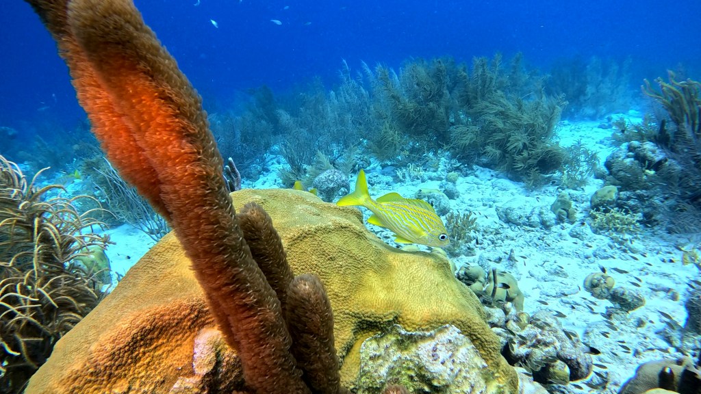 FRENCH GRUNT FISH
FOTO ALEŠ SULIČ
BONAIRE DIVING PHOTOS
SUBNET DIVING TRAVEL
REEF ANIMALS AND CORALS
