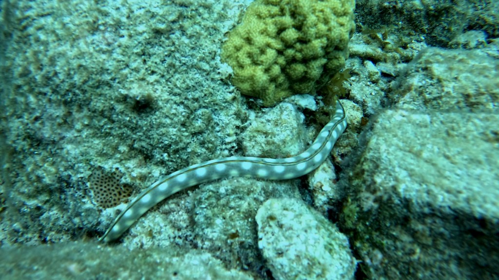 Golden Spotted Eel, Goldentail Moray - Gymnothorax miliaris - Zlatopegasta murena, zlatorepa murena 
GOLDEN SPOTEN EEL

FOTO ALEŠ SULIČ
SUBNET DIVING
BEST BONAIRE DIVING TRAVEL