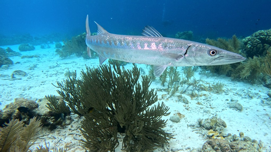 Small & Great Barracuda - lat. Sphyraena barracuda - Barakuda 
GREAT BARRACUDA
foto Ales Sulic SUBNET DIVING Tropical Corals and Sea Animals