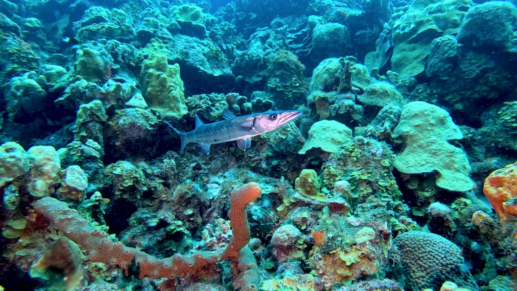 Small & Great Barracuda - lat. Sphyraena barracuda - Barakuda 
SMALL BARRACUDA
foto Ales Sulic SUBNET DIVING Tropical Corals and Sea Animals