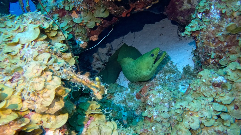 GREEN MORAY
FOTO ALEŠ SULIČ
BONAIRE DIVING PHOTOS
SUBNET DIVING TRAVEL
REEF ANIMALS AND CORALS