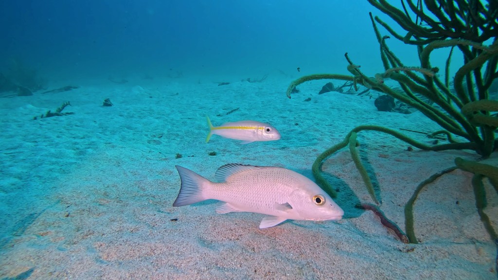 Grey Snapper - Lutjanus griseus - Sivi hlastač 
Sivi hlastač
GREY SNAPPER

FOTO ALEŠ SULIČ
SUBNET DIVING
BEST BONAIRE DIVING TRAVEL