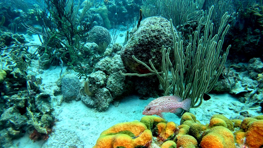 GROUPER
FOTO ALEŠ SULIČ
BONAIRE DIVING PHOTOS
SUBNET DIVING TRAVEL
REEF ANIMALS AND CORALS