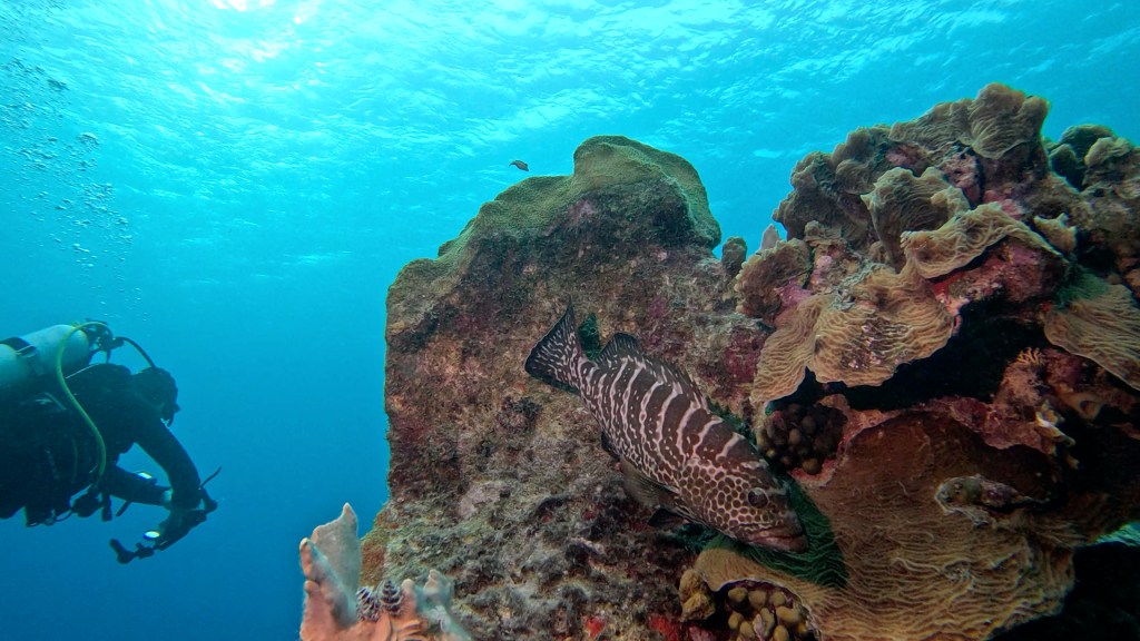 GROUPER
FOTO ALEŠ SULIČ
BONAIRE DIVING PHOTOS
SUBNET DIVING TRAVEL
REEF ANIMALS AND CORALS