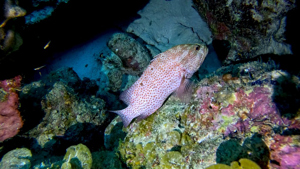 GROUPER 
FOTO ALEŠ SULIČ
EGYPT DIVING PHOTOS
SUBNET DIVING TRAVEL
REEF ANIMALS AND CORALS