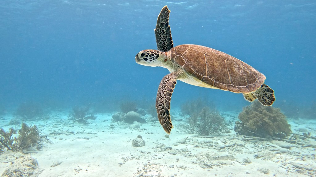 Hawksbill Turtle -  lat. Eretmochelys imbricata  - Želva Kareta 
Hawksbill Turtle -  lat. Eretmochelys imbricata  - Želva Kareta HAWKSBILL TURTLE
foto Ales Sulic SUBNET DIVING Tropical Corals and Sea Animals