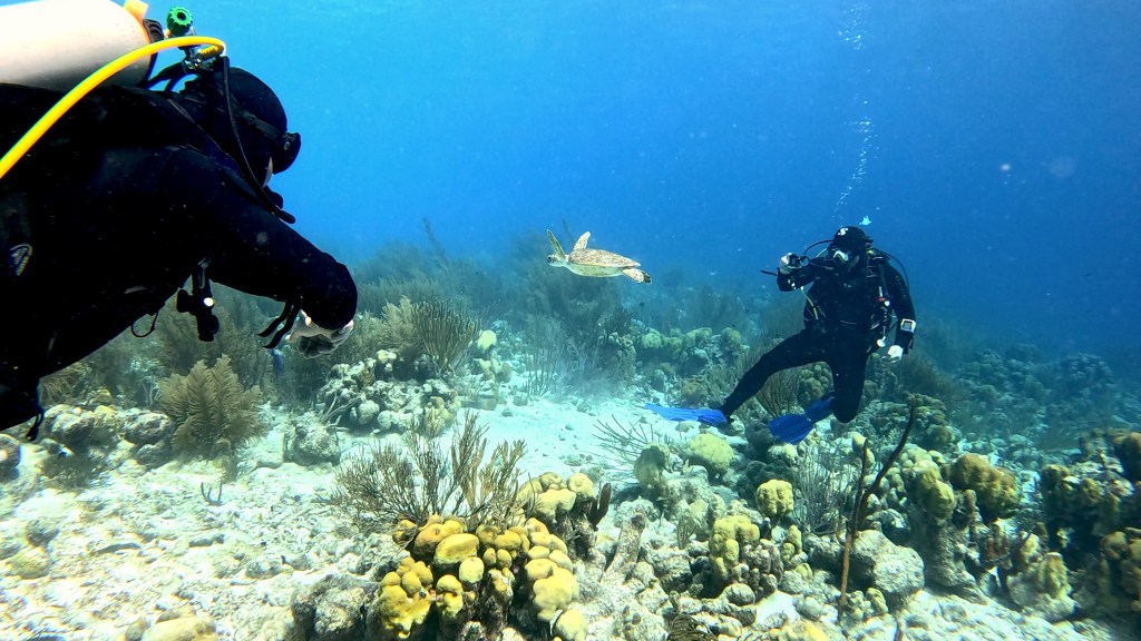 
Hawksbill Turtle -  lat. Eretmochelys imbricata  - Želva Kareta HAWKSBILL TURTLE
foto Ales Sulic SUBNET DIVING Tropical Corals and Sea Animals