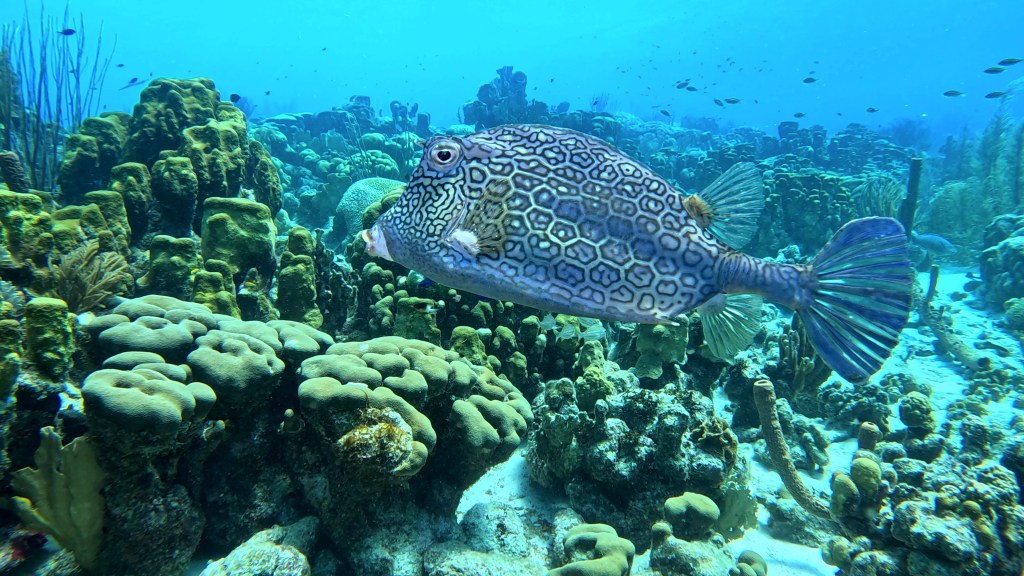 HONEYCOMB COWFISH
FOTO ALEŠ SULIČ
SUBNET DIVING
BEST BONAIRE DIVING TRAVEL