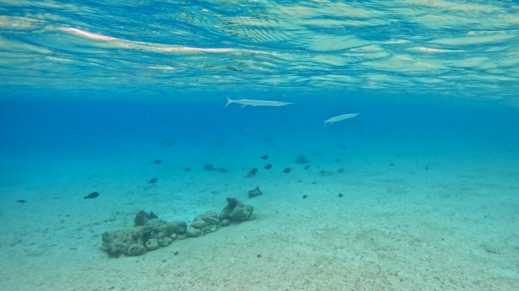 Keeltail Needlefish - Platybelone argalus - Iglica z grbastim repom 
KEELTAIL NEEDLEFISH

FOTO ALEŠ SULIČ
SUBNET DIVING
BEST BONAIRE DIVING TRAVEL