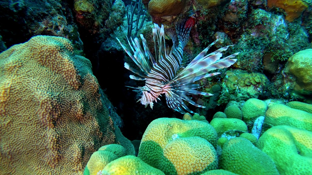 LIONFISH
4K PHOTOS OF FISH
FOTO ALEŠ SULIČ
SUBNET DIVING
REEF ANAIMALS AND CORALS
FISH GALLERY