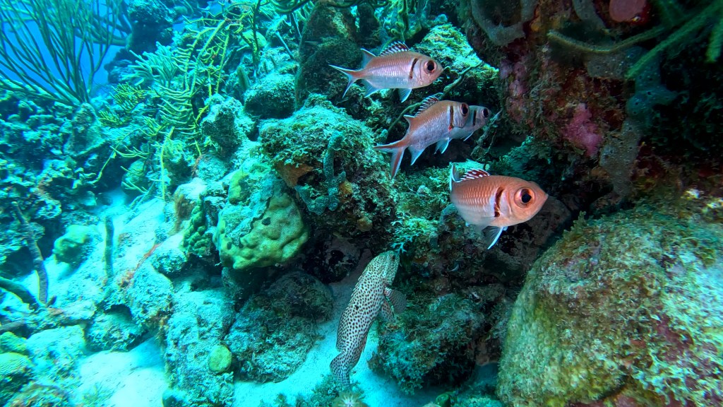 LONGSPINE SQUIRRELFISH

FOTO ALEŠ SULIČ
SUBNET DIVING
BEST BONAIRE DIVING TRAVEL