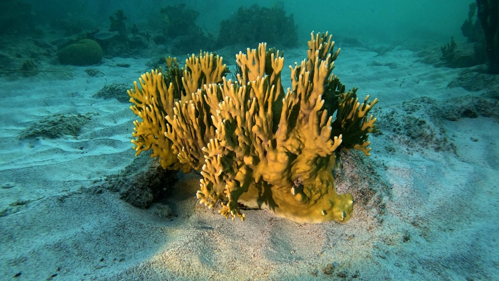 Staghorn coral
foto Aleš Sulič