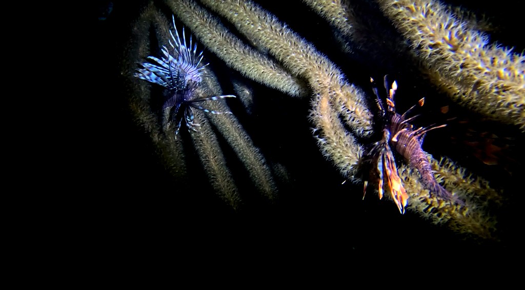 LIONFISH
4K PHOTOS OF FISH
FOTO ALEŠ SULIČ
SUBNET DIVING
REEF ANAIMALS AND CORALS
FISH GALLERY