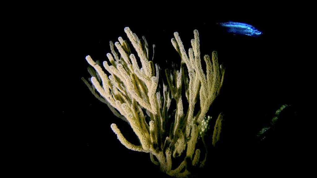 foto Ales Sulic SUBNET DIVING Tropical Corals and Sea Animals