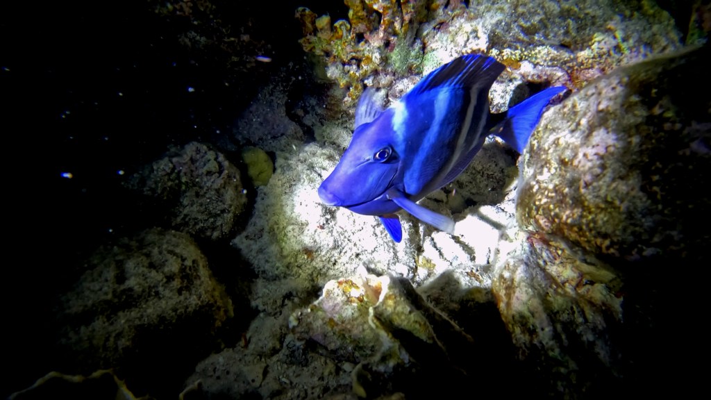 Atlantic blue tang - lat. Acanthurus coeruleus - Atlantski modri kirurg
BLUE TANG FISH 

foto Ales Sulic SUBNET DIVING Tropical Corals and Sea Animals