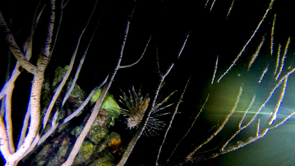 LIONFISH
4K PHOTOS OF FISH
FOTO ALEŠ SULIČ
SUBNET DIVING
REEF ANAIMALS AND CORALS
FISH GALLERY