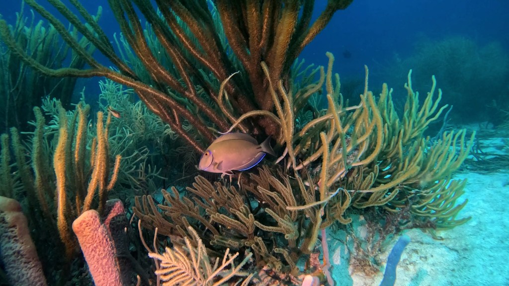 OCEAN SURGEONFISH
FOTO ALEŠ SULIČ
BONAIRE DIVING PHOTOS
SUBNET DIVING TRAVEL
REEF ANIMALS AND CORALS
