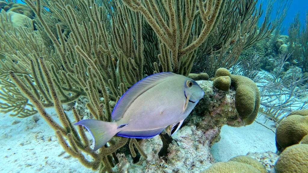 OCEAN SURGEONFISH
FOTO ALEŠ SULIČ
BONAIRE DIVING PHOTOS
SUBNET DIVING TRAVEL
REEF ANIMALS AND CORALS