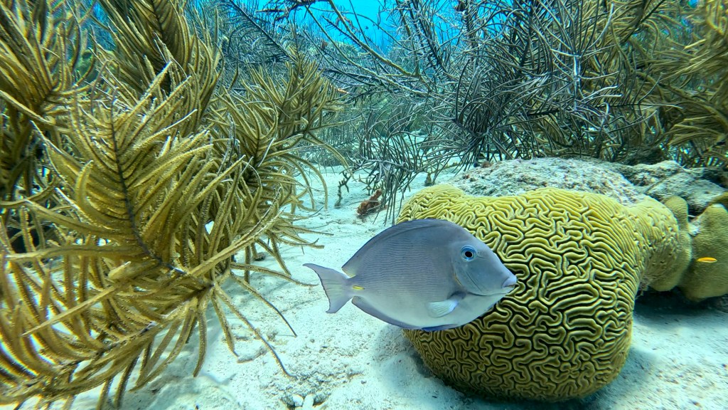 OCEAN SURGEONFISH
FOTO ALEŠ SULIČ
BONAIRE DIVING PHOTOS
SUBNET DIVING TRAVEL
REEF ANIMALS AND CORALS