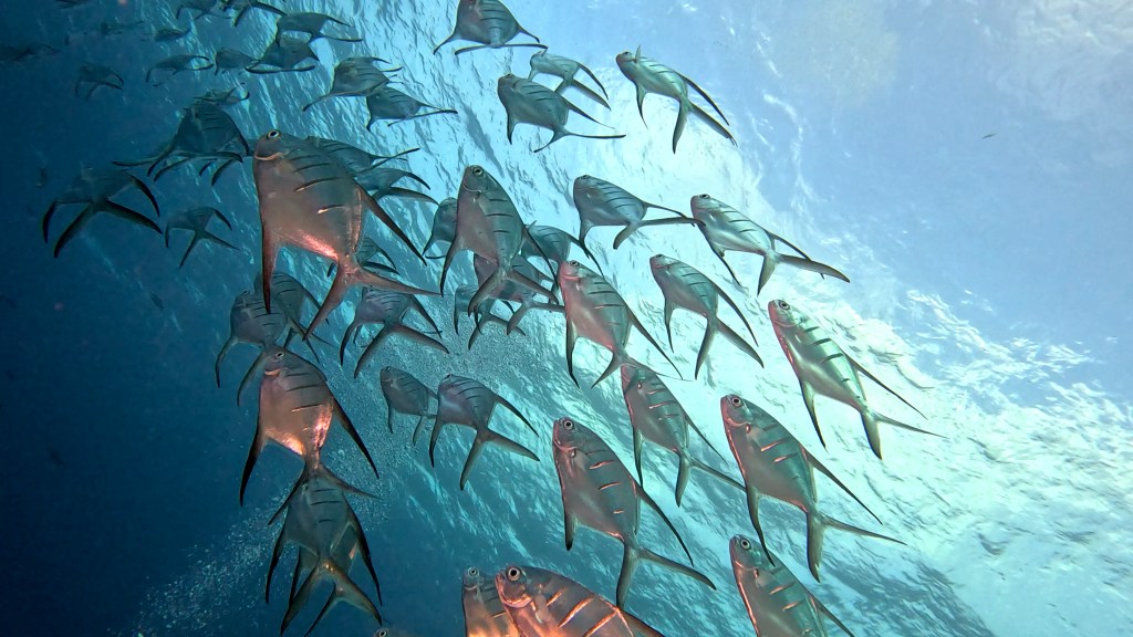 PALOMETA
FOTO ALEŠ SULIČ
BONAIRE DIVING PHOTOS
SUBNET DIVING TRAVEL
REEF ANIMALS AND CORALS