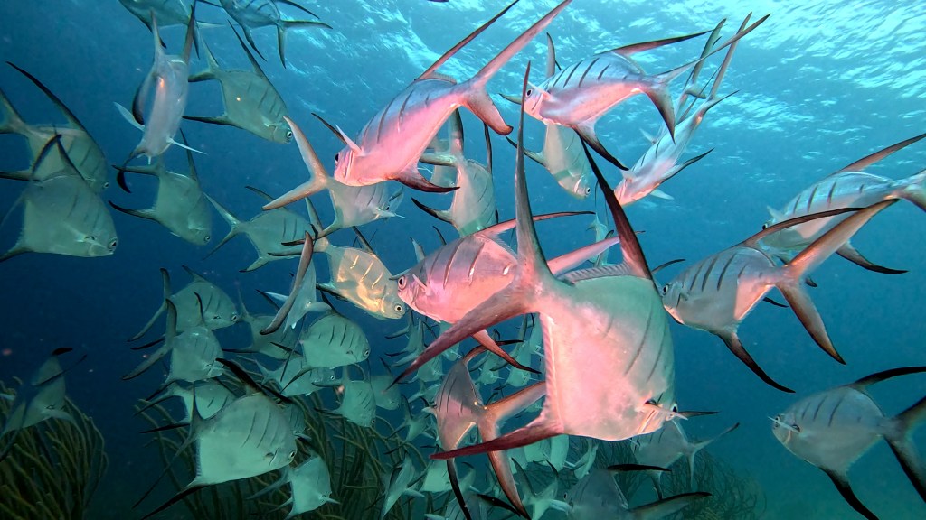 PALOMETA
FOTO ALEŠ SULIČ
BONAIRE DIVING PHOTOS
SUBNET DIVING TRAVEL
REEF ANIMALS AND CORALS