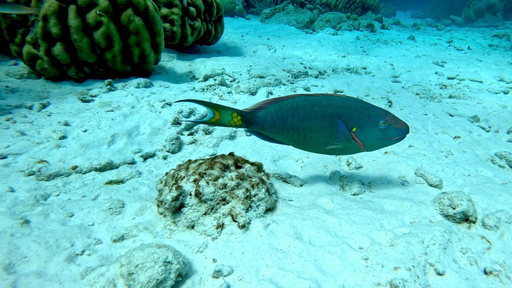 PARROT FISH & QEEN PARROT FISH
foto Ales Sulic SUBNET DIVING Tropical Corals and Sea Animals