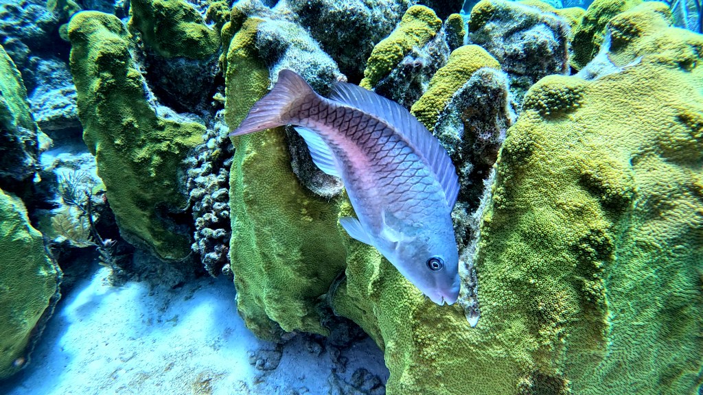 PARROT FISH & QEEN PARROT FISH
foto Ales Sulic SUBNET DIVING Tropical Corals and Sea Animals