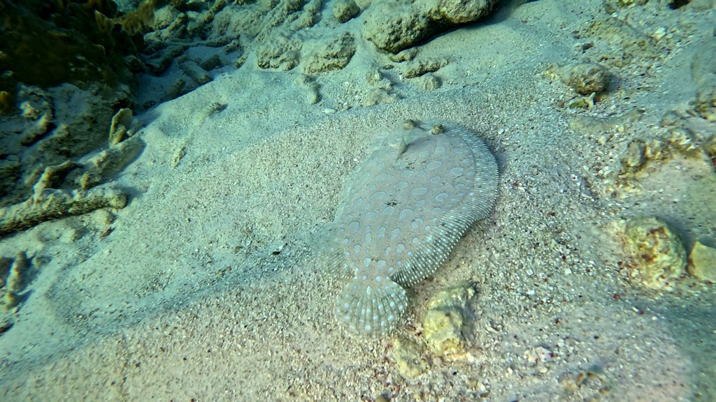 PEACOCK FLATFISH
FOTO ALEŠ SULIČ
BONAIRE DIVING PHOTOS
SUBNET DIVING TRAVEL
REEF ANIMALS AND CORALS